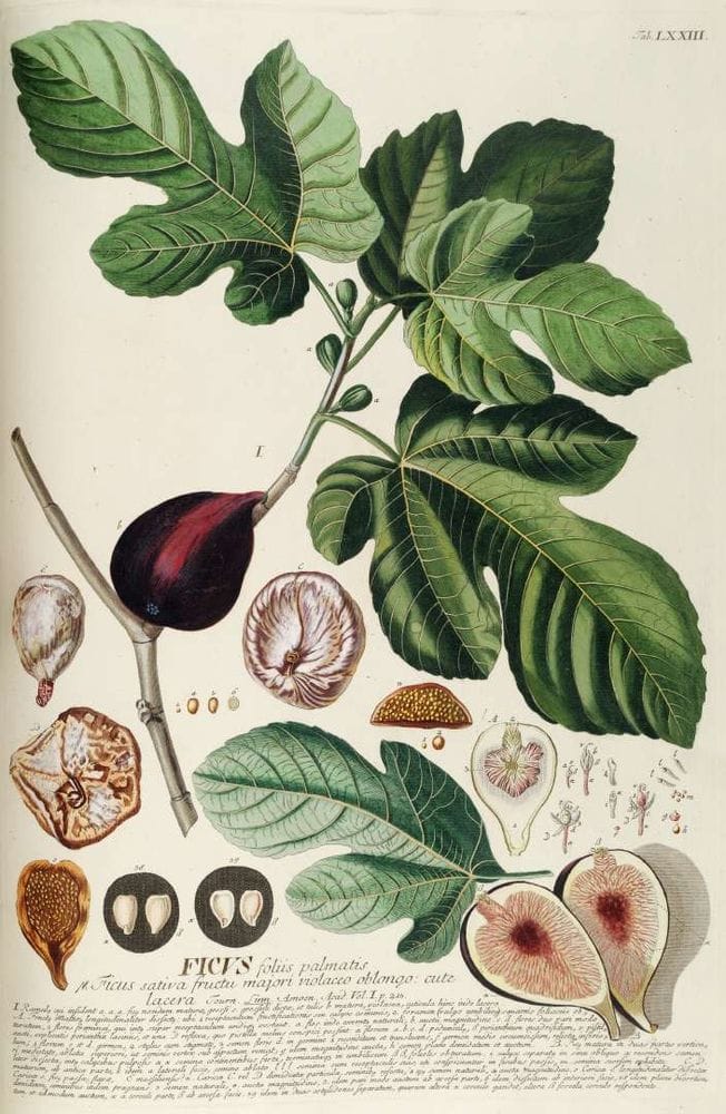 Ficus carina